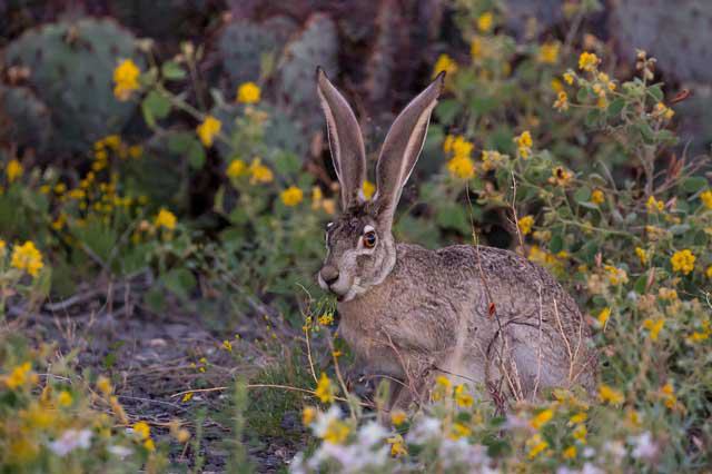 Visit Big Bend